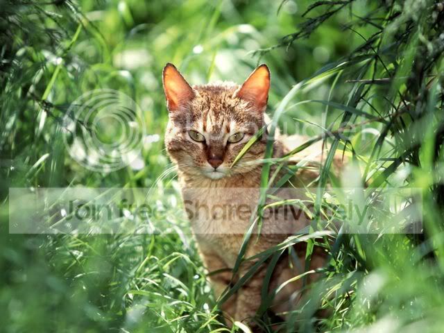 ArabianWildcat.jpg