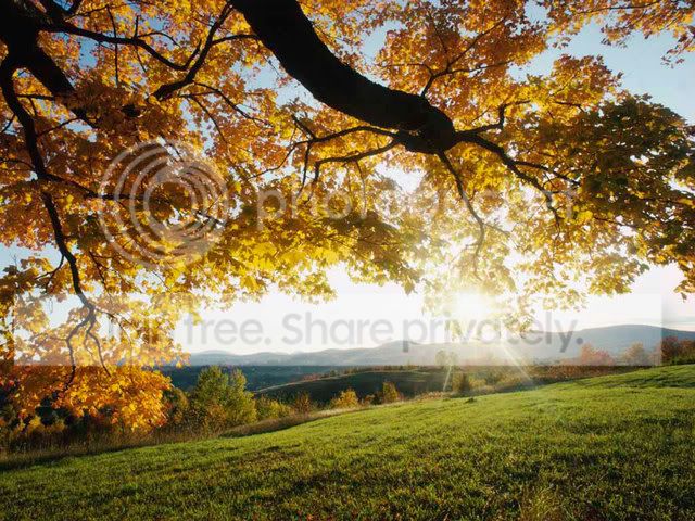 AutumnLeaves.jpg