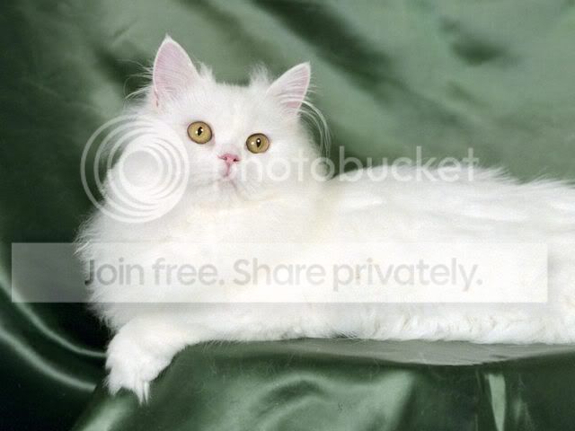 BlancheWhitePersian.jpg