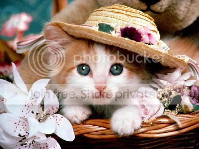 CatFancy.jpg