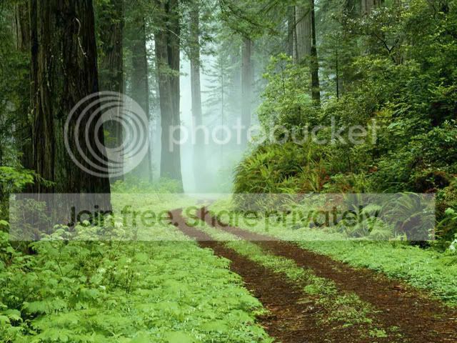 Forest.jpg