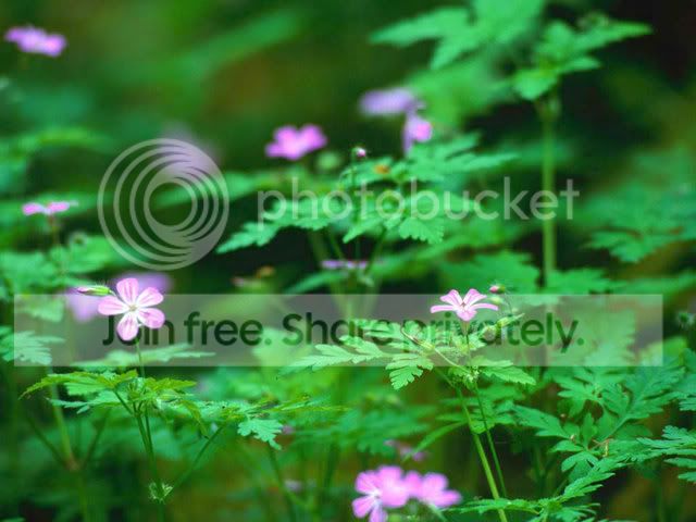 ForestFlowers.jpg