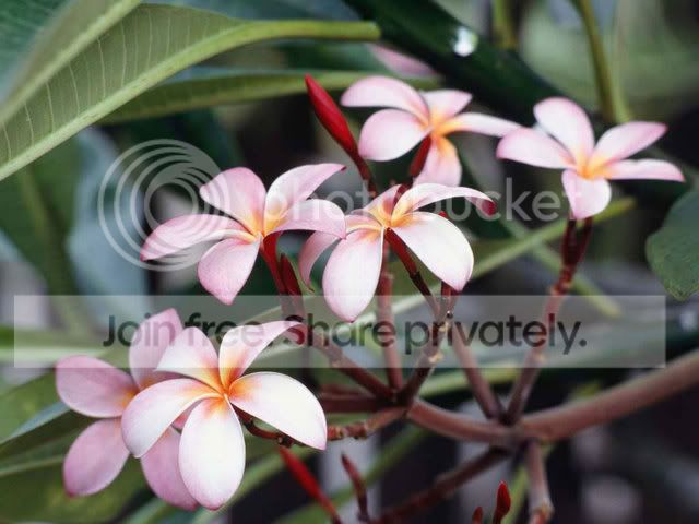 FrangipaniFlowers.jpg