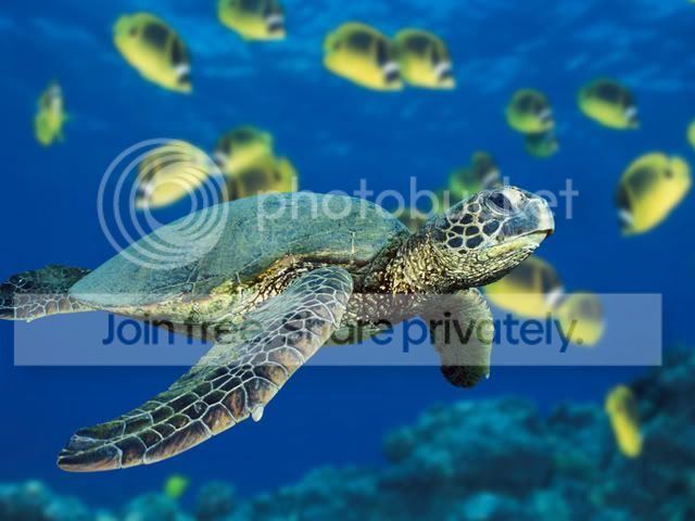 GreenSeaTurtle.jpg