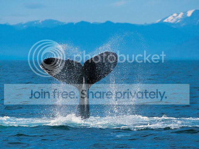 HumpbackWhale.jpg