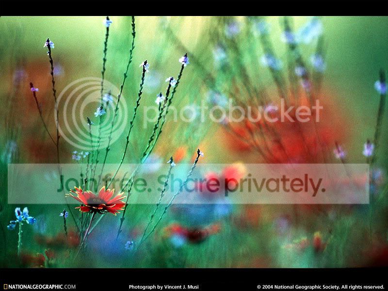 NGM1999_04p112-3.jpg