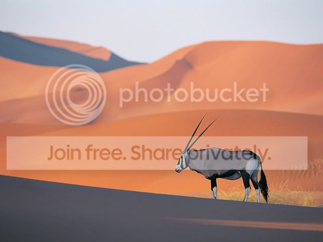 OryxAntelope.jpg