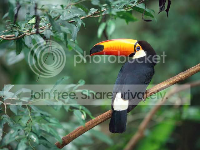 TocoToucan.jpg