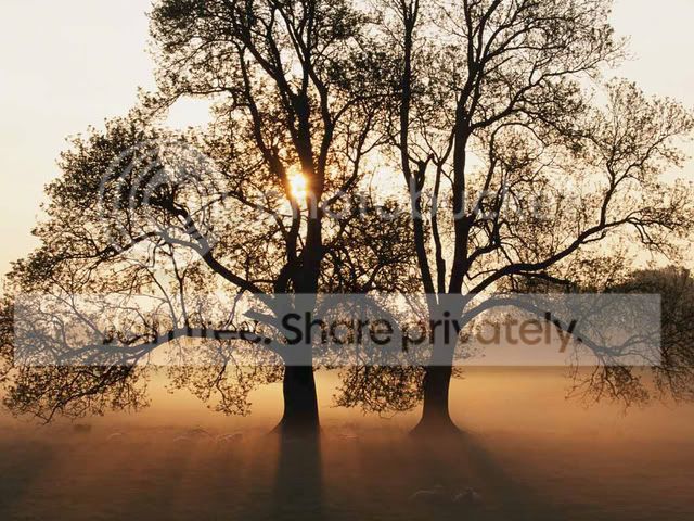 Tree.jpg