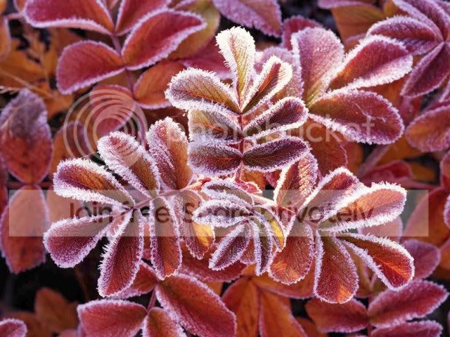 WinterLeaves.jpg