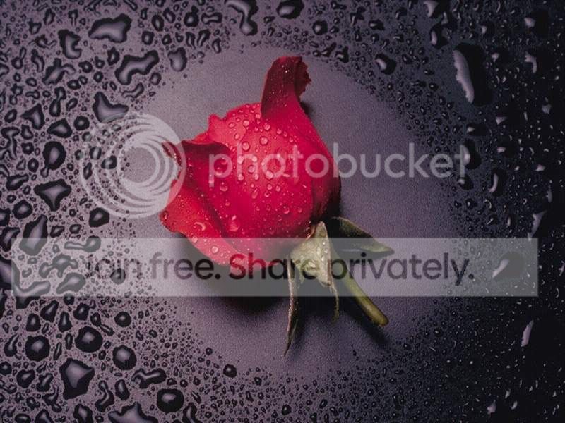 rose.jpg