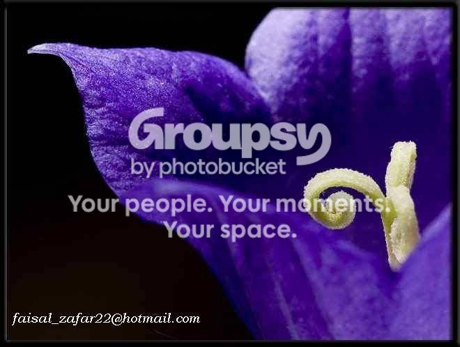 sfbellflower8ju.jpg
