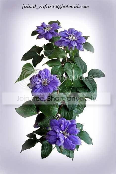 sfflowers14se.jpg