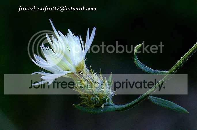 sflittlebur7pk.jpg